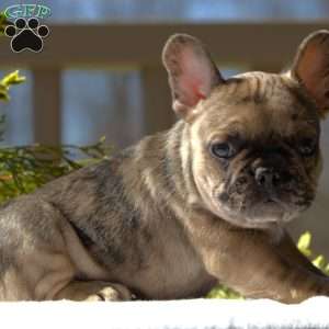 Colton, French Bulldog Puppy